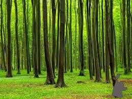 7800 nieuwe bomen voor waarderhout