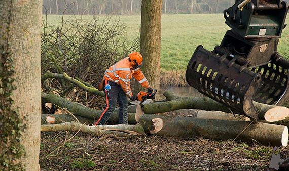 Kap zieke en dode bomen regio’s Alkmaar en West-Friesland