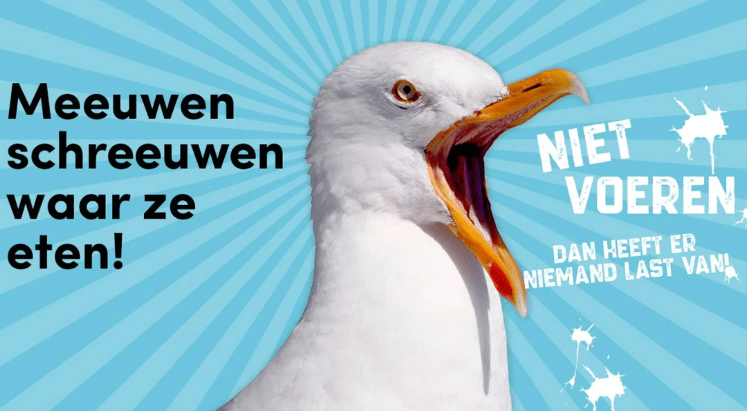 Overlast van meeuwen