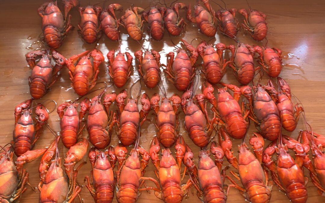 Miljoenen rivierkreeften overspoelen Langedijk, maar het is ook lekker om te eten!