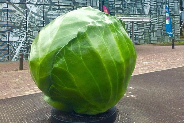 De kool in Langedijk kleurt blauw