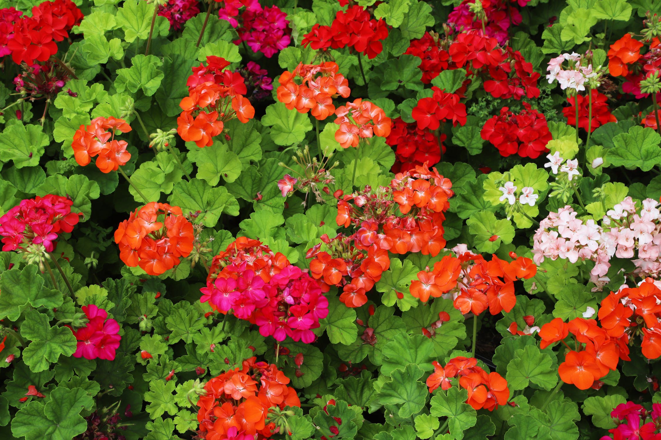 geraniums