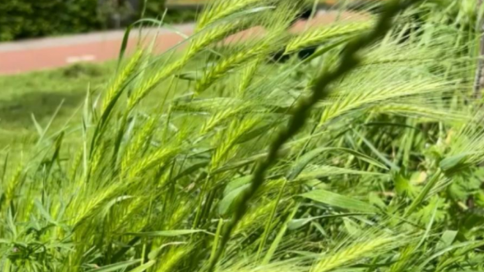 Grasaren in de buurt? Help ook mee plukken!