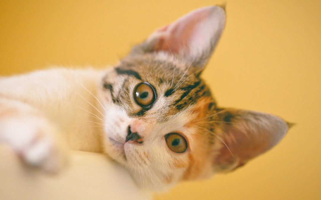 Gratis castratie en sterilisatie voor katten van minima met Alkmaarpas