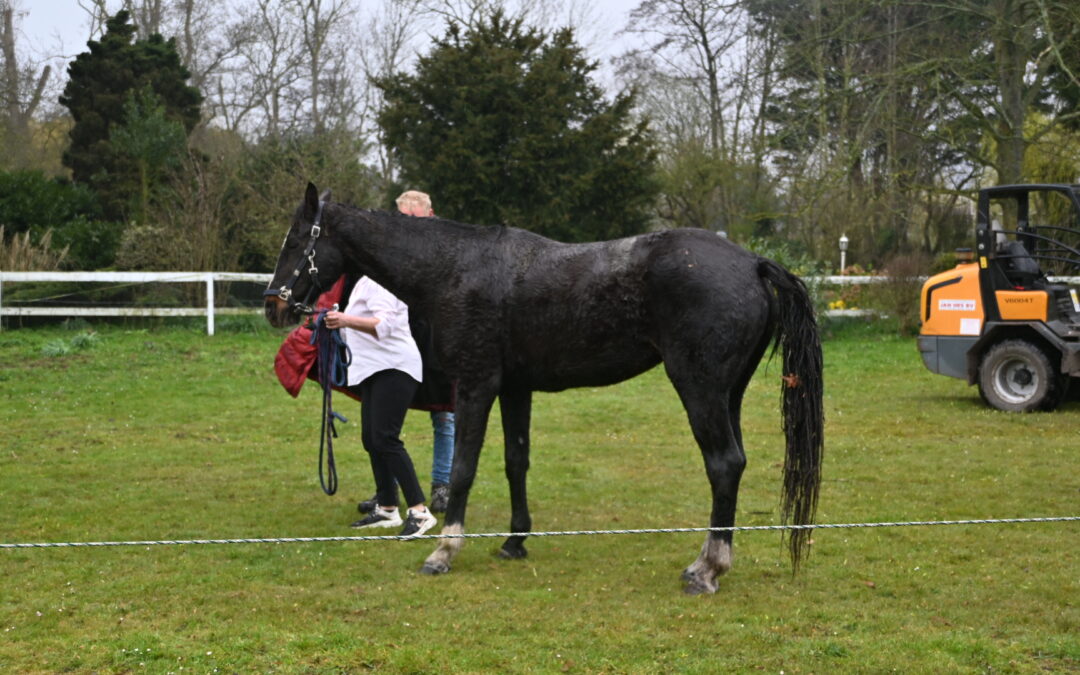 Paard gered uit sloot in castricum